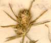 Eryngium tricuspidatum L., inflorescens x8