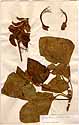 Erythrina crista-galli L., framsida