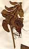 Erythrina crista-galli L., blomställning x2