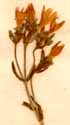 Erythraea littoralis Fries, inflorescens x6