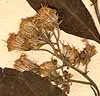 Eupatorium ageratoides L.f., blomställning x8