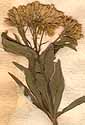 Eupatorium cannabinum L., blomställning x8
