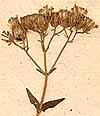 Eupatorium coelestinum L., blomställning x8