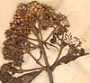 Eupatorium maculatum L., inflorescens x8