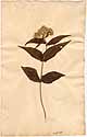 Eupatorium perfoliatum L., framsida