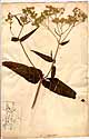 Eupatorium sessilifolium L., front