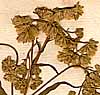 Eupatorium sessilifolium L., blomställning x8