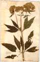 Eupatorium trifoliatum L., framsida
