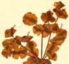 Euphorbia amygdaloides L., inflorescens x4