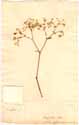 Euphorbia corollata L., framsida