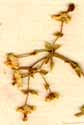 Euphorbia corollata L., blomställning x8