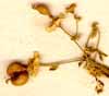 Euphorbia corollata L., frukter x8