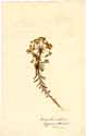 Euphorbia cyparissias L., framsida