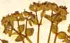 Euphorbia cyparissias L., inflorescens x8