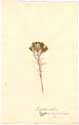 Euphorbia cyparissias L., front