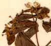 Euphorbia epithymoides L., blomställning x8