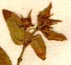 Euphorbia hypericifolia L., inflorescens x8