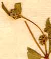 Euphorbia myrtifolia L., blomställning x8