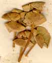 Euphorbia paralias L., frukter x6