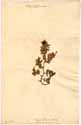 Euphorbia peplis L., framsida