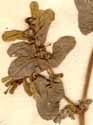 Euphorbia peplis L., närbild x8