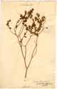 Euphorbia pubescens Vahl, framsida