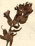 Euphrasia lutea L., inflorescens x8