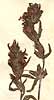 Euphrasia lutea L., inflorescens x8