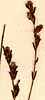 Euphrasia viscosa L., inflorescens x8