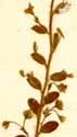 Evolvulus alsinoides L., inflorescens x8