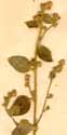 Evolvulus gangeticus L., inflorescens x6