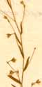 Evolvulus linifolius L., inflorescens x8