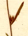 Evolvulus sericeus Sw., flower x8