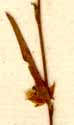 Evolvulus sericeus Sw., blomma x8