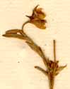 Evolvulus sericeus Sw., blomma x8