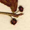 Evonymus americanus L., närbild x8