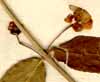 Evonymus americanus L., inflorescens x8