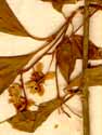 Evonymus europaeus L., blomställning x8