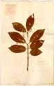 Evonymus europaeus L. ssp. latifolius, front