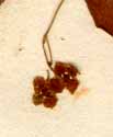 Evonymus verrucosus Scop., blommor x8