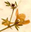 Fagonia cretica L., inflorescens x8