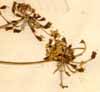 Ferula communis L., inflorescens x5