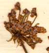 Ferula communis L., inflorescens x8