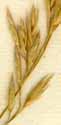 Festuca arundinacea Schreb., ax x8