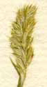 Festuca cristata L., spike x8