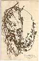 Forsskaolea angustifolia Retz., framsida