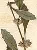 Forsskaolea angustifolia Retz., blomställning x8