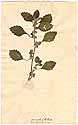 Forsskaolea tenacissima L., framsida