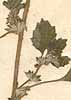 Forsskaolea tenacissima L., närbild x8