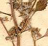 Forsskaolea tenacissima L., close-up x8